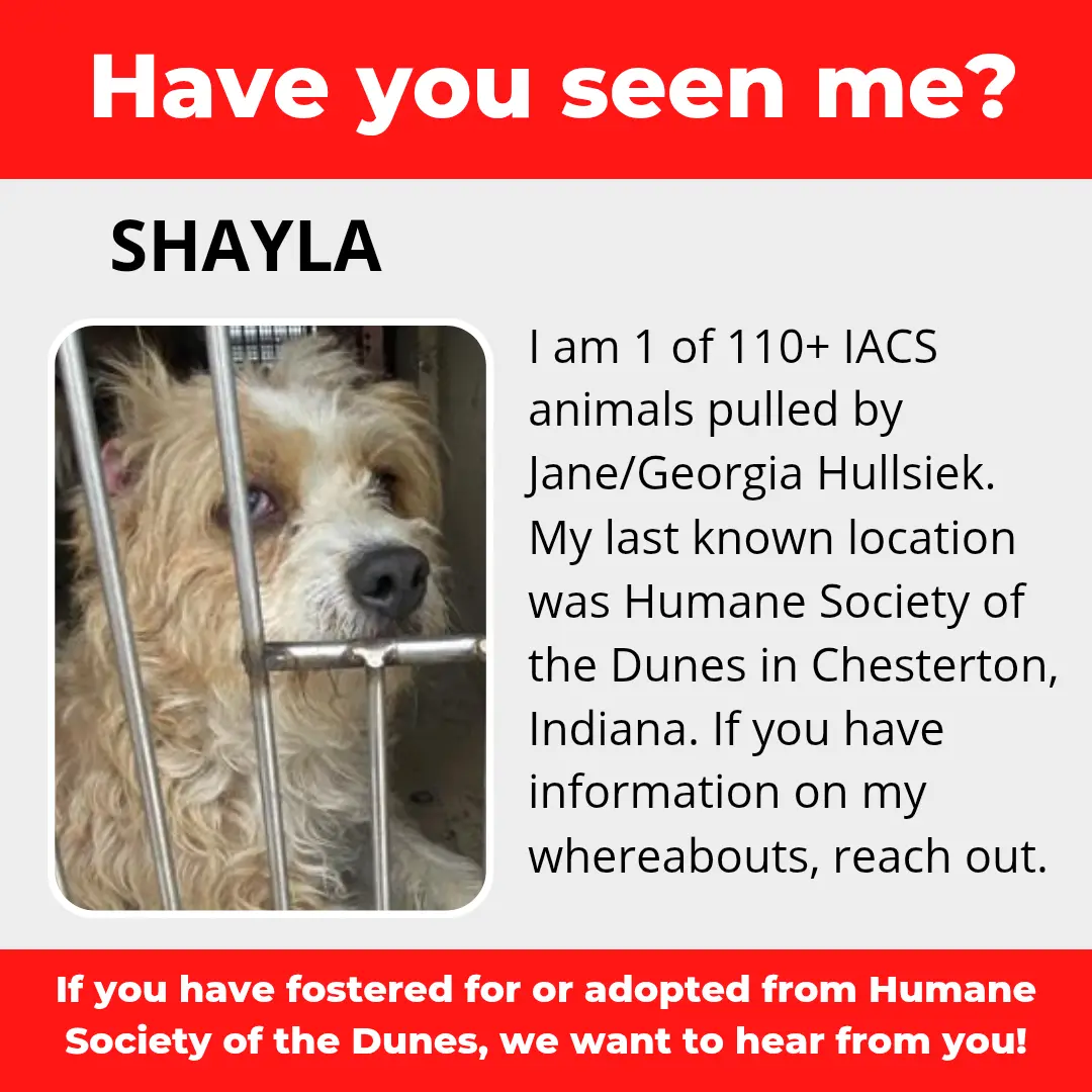 Shayla AKA "Trudy" - a dog that was 'rescued' by the Northwest Indiana (NWI) Humane Society of the Dunes (founded by Jane Hullsiek) in Chesterton.